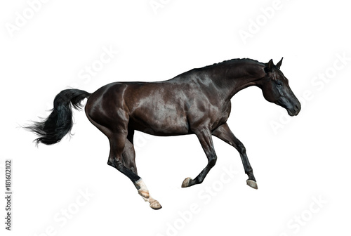 Black purebred stallion