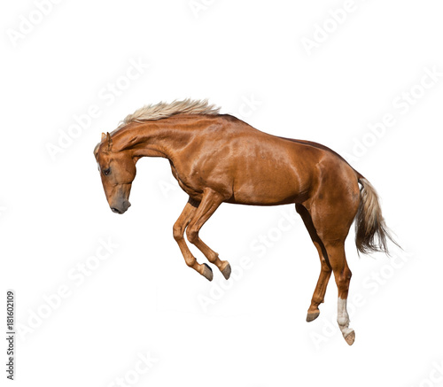 Jumping young horse