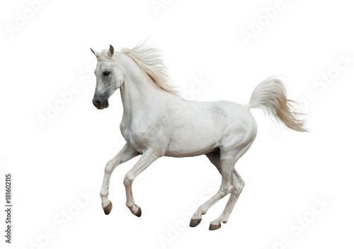White arabian horse © Mari_art