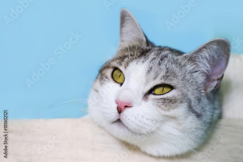 Domestic cat lying on the bed.