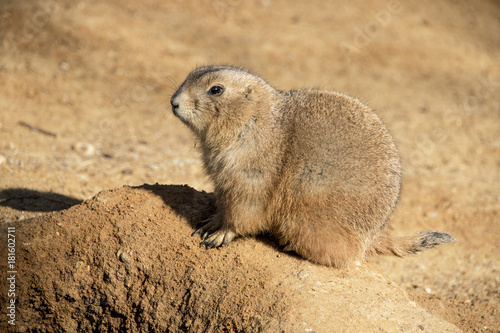 A Prarie Dog sitting in the Sun