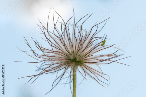 Closeup of the fruits of a pasque flower