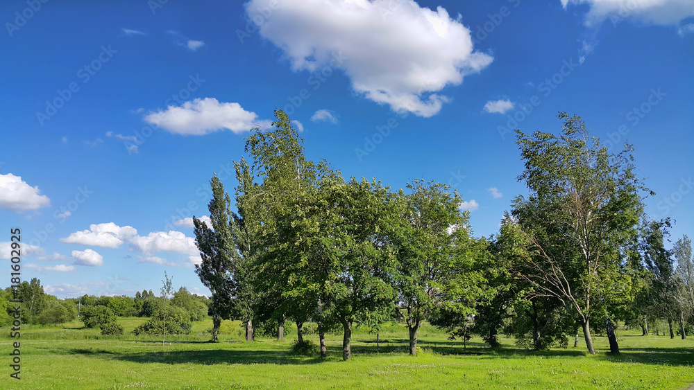 Beautiful summer landscape