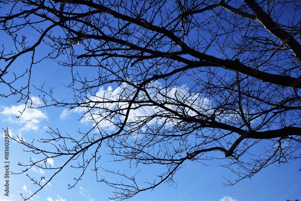 Obraz premium 落葉樹と秋の空