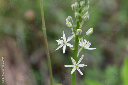 Prussian asparagus (Ornithogalum pyrenaicum) photo