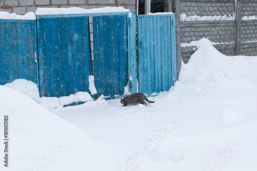 Cat goes on snow covered street © Aliaksei Luskin