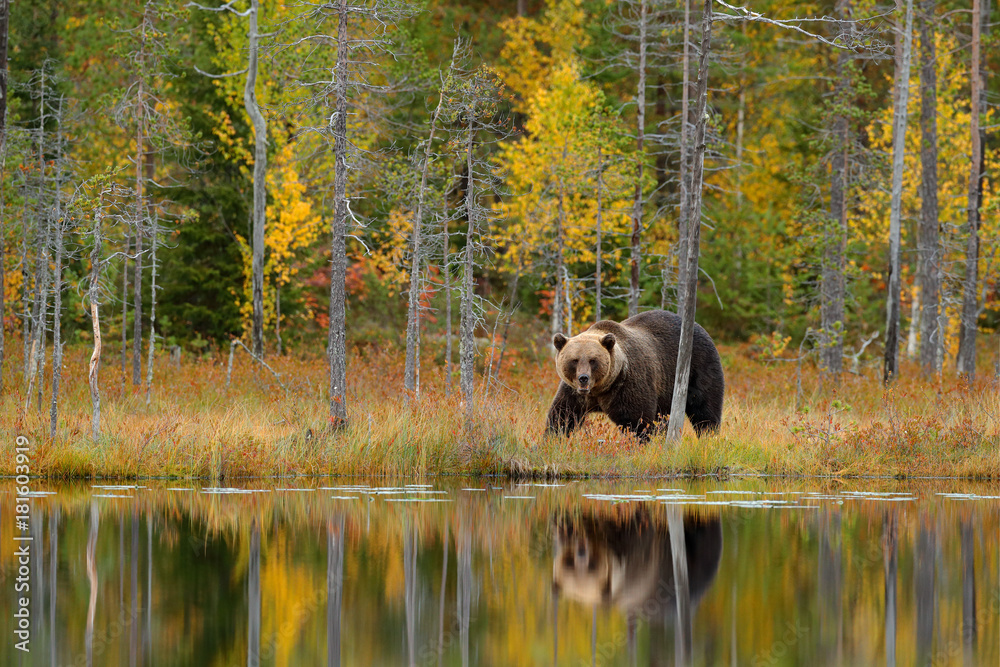 Bear hidden, yellow forest. Autumn trees with bear, mirror reflection. Beautiful brown bear walking around lake, fall colours. Dangerous animal, nature wood, meadow habitat. Wildlife habitat, Finland. Bear hidden, yellow forest. Autumn trees with bear, mirror reflection. Beautiful brown bear walking around lake, fall colours. Dangerous animal, nature wood, meadow habitat. Wildlife habitat, Finland.