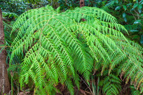 Lush green fern leaves