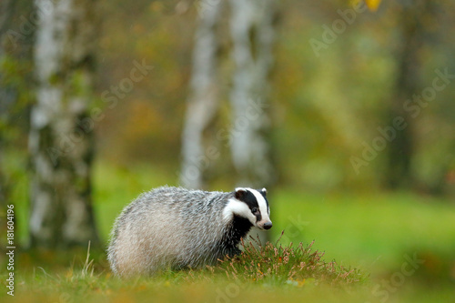European badger, autumn larch green forest. Mammal environment, rainy day. Badger in forest, animal nature habitat, Germany, Europe. Wildlife scene. Wild Badger, Meles meles, animal in meadow wood.