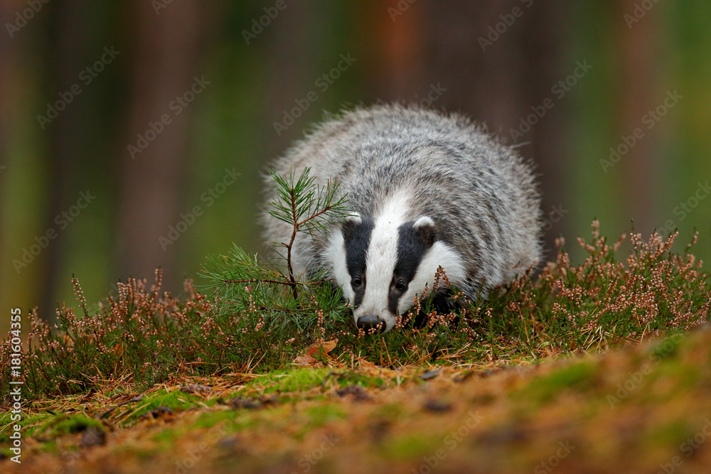 Obraz premium Wild Badger, Meles meles, animal in wood. European badger, autumn pine green forest. Mammal environment, rainy day. Badger in forest, animal nature habitat, Germany, Europe. Wildlife wood scene.