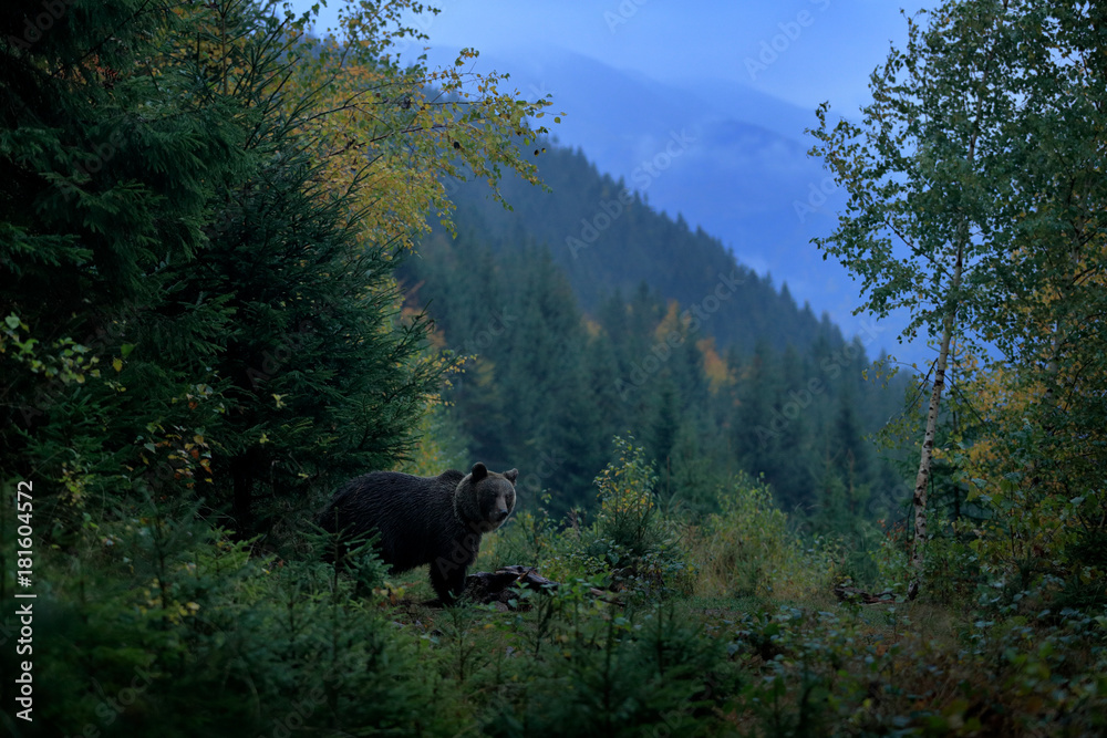 Brown bird in environment, dark evening autum forest. Brown bear feeding before winter. Slovakia mountain Mala Fatra, green forest. Dangers animal, yellow autumn, wood habitat. Wildlife Europe. Brown bird in environment, dark evening autum forest. Brown bear feeding before winter. Slovakia mountain Mala Fatra, green forest. Dangers animal, yellow autumn, wood habitat. Wildlife Europe.