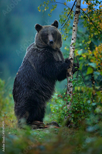 Bear rise up, get on one's hind legs, with larch autumn tree. Brown bear before winter. Slovakia mountain Mala Fatra, green forest. Big female, dangers animal, wood habitat. Wildlife from Europe.