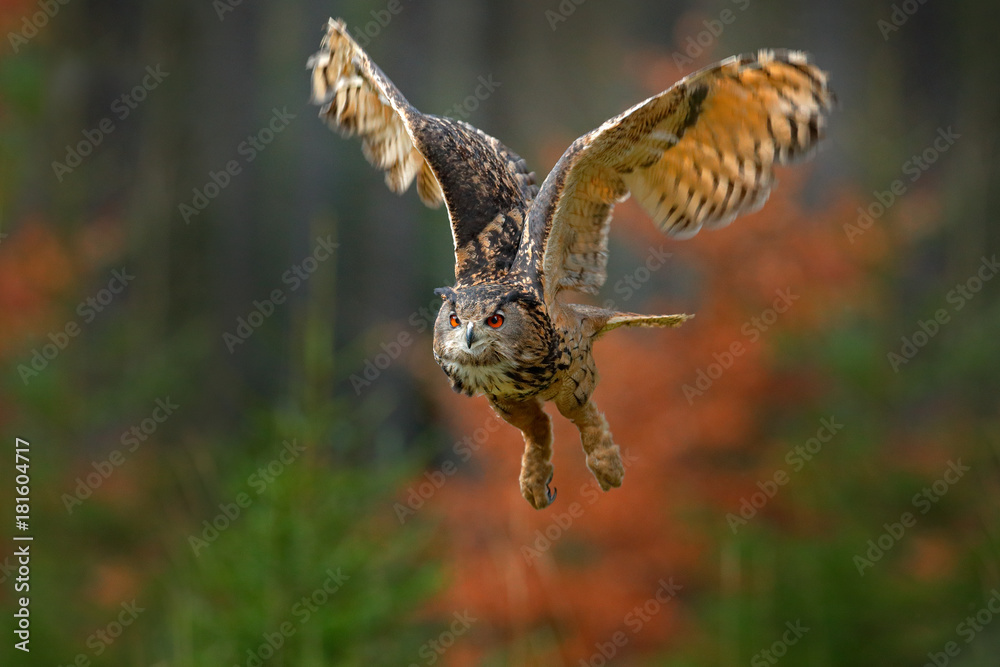 Obraz premium Flying Eurasian Eagle Owl, Bubo bubo, with open wings in forest habitat, orange autumn trees. Wildlife scene from nature forest, Sweden. Animal in fall wood.