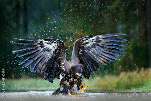 Eagle in fly above the dark lake. White-tailed Eagle, Haliaeetus albicilla, flight above the water river, bird of prey with forest in background, animal in the nature habitat, wildlife, Norway.