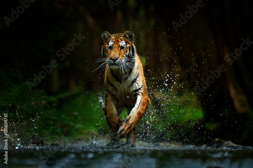 Tiger running in the water. Danger animal, tajga in Russia. Animal in the forest stream. Grey Stone, river droplet. Amur tiger with splash river water. Dark forest with tiger.