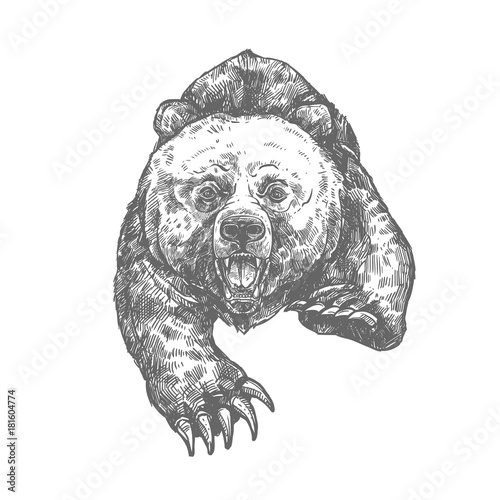 Bear attack isolated sketch of aggressive animal