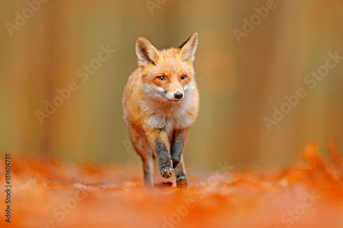 Red fox running in orange autumn leaves. Cute Red Fox, Vulpes vulpes, fall forest. Beautiful animal in the nature habitat. Orange fox, detail portrait, Czech. Wildlife scene from the wild nature.