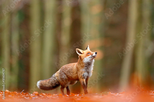 Cute Red Fox, Vulpes vulpes, fall forest. Beautiful animal in the nature habitat. Orange fox, detail portrait, Czech. Wildlife scene from the wild nature. Red fox running in orange autumn leaves. photo