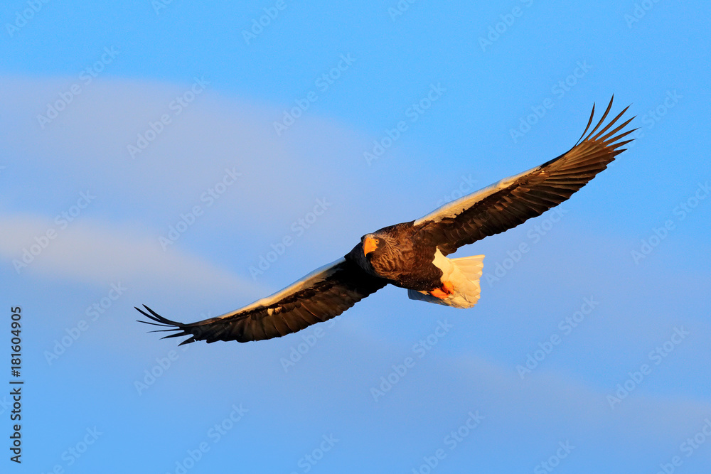 Naklejka premium Bird on the blue sky. Steller's sea eagle, Haliaeetus pelagicus, flying bird of prey, with blue sky in background, Hokkaido, Japan. Eagle fly, open wings. Eagle flight during winter. Wildlife scene.