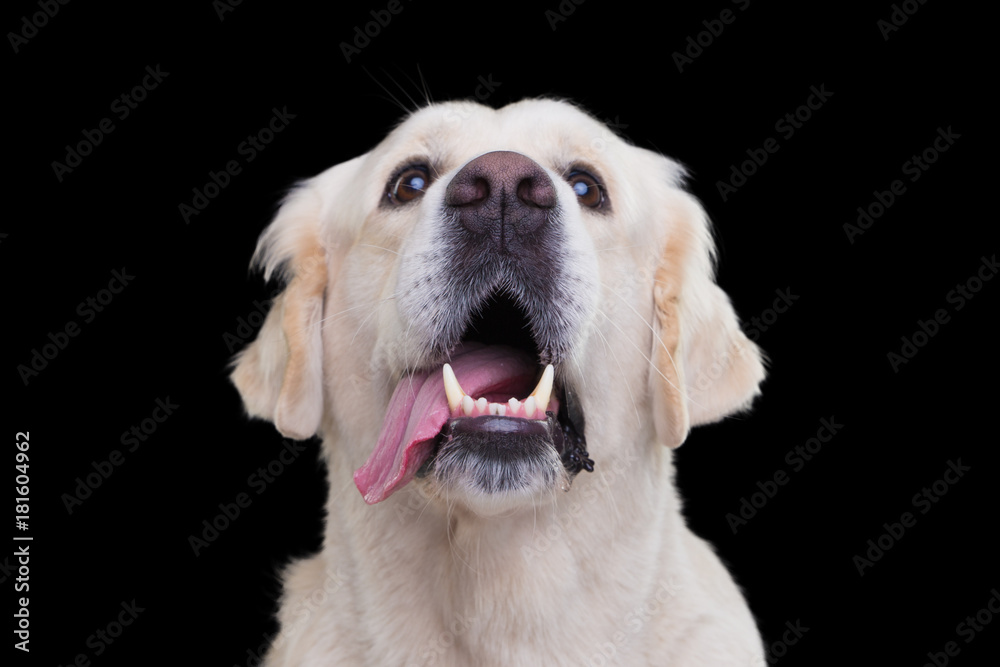 funny portrait of a golden retriever on a black background funny portrait of a golden retriever on a black background