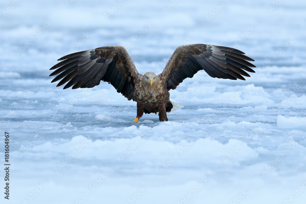 Stockfoto Flight White-tailed eagle, Haliaeetus albicilla, Hokkaido, Japan.  Action wildlife scene with white cold ice. Eagle fly landing above the sea  ice. Winter scene with bird of prey. Big eagles, snow sea.