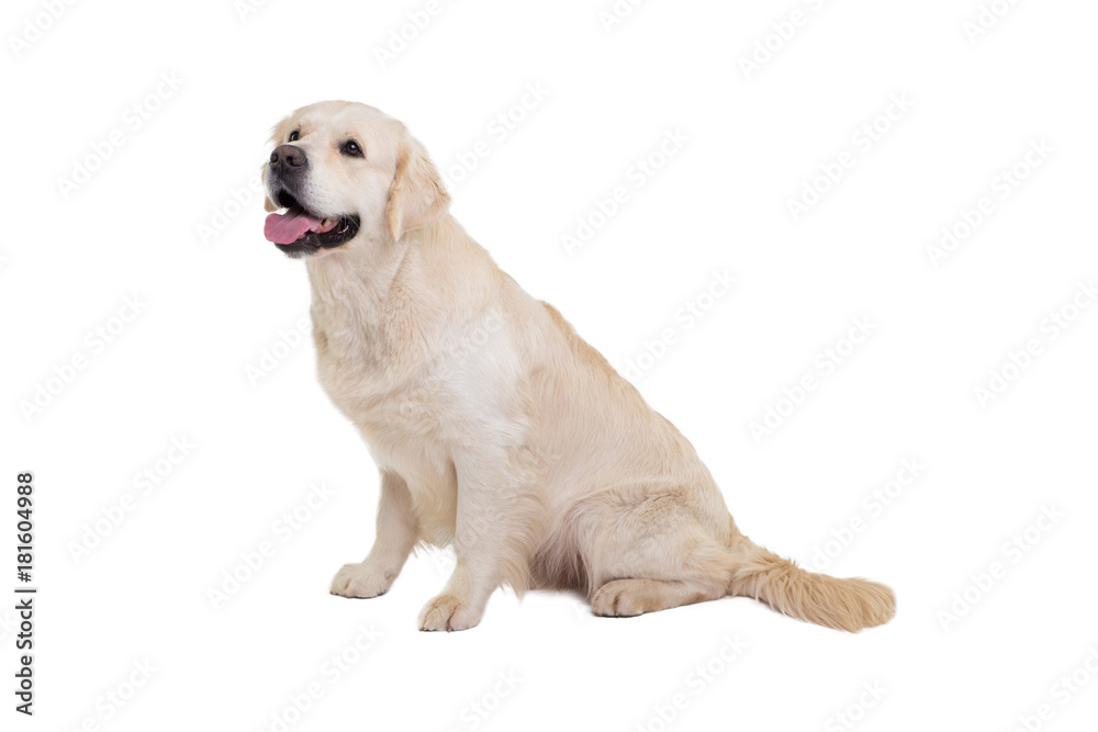 portrait of a golden retriever on a white background