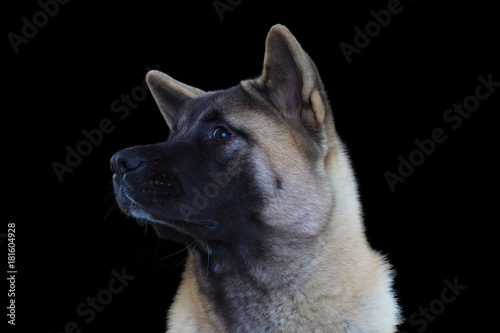 portrait of american akita on black background close-up
