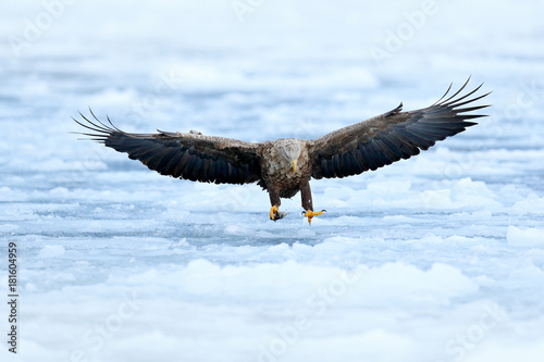 Eagle fly landing above the sea ice. Winter scene with bird of prey. Big eagles, snow sea. Flight White-tailed eagle, Haliaeetus albicilla, Hokkaido, Japan. Action wildlife scene with white cold ice.