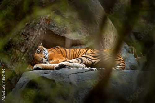Tiger lying in green vegetation. Wild Asia, wildlife India. Yiung Indian tiger, wild animal in the nature habitat, Ranthambore, India. Big cat, endangered animal hidden in forest. End of dry season.