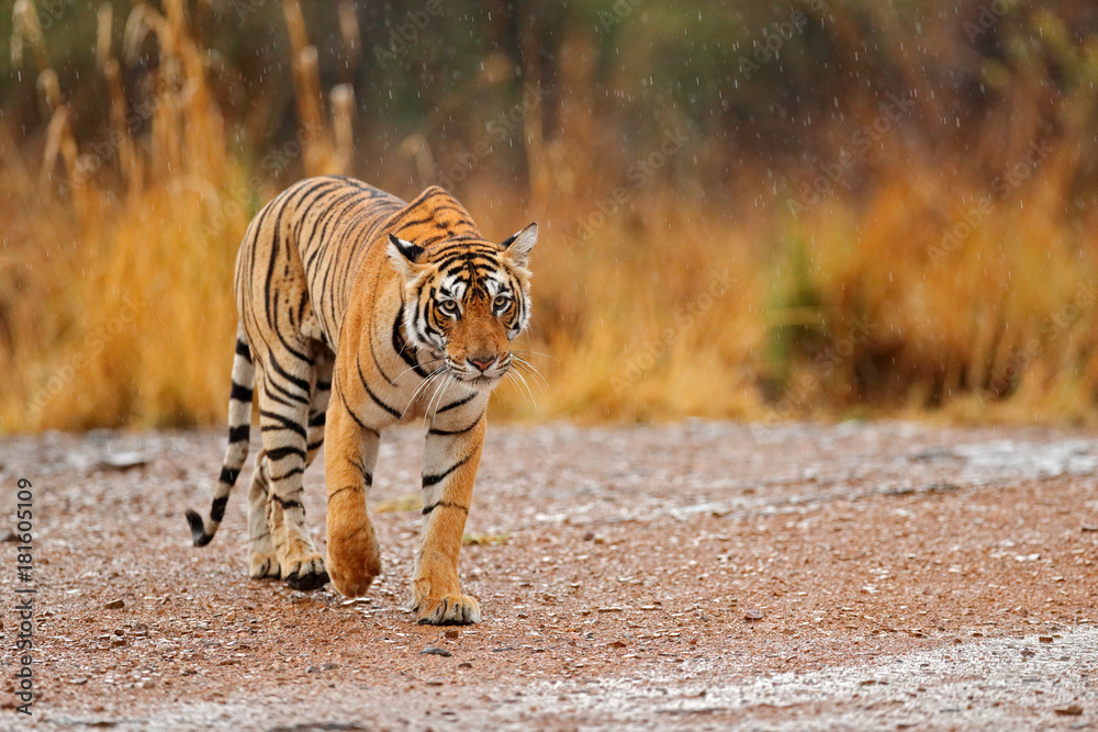 Fototapeta premium Tygrys chodzenie po żwirowej drodze. Wildlife India. Tygrys indyjski z pierwszym deszczem, dzikie zwierzę w środowisku naturalnym, Ranthambore, Indie. Duży kot, zagrożone zwierzę. Koniec pory suchej, początek monsunu.