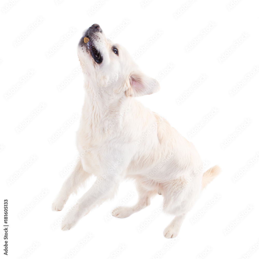 golden retriever jumping, catching food against a white background