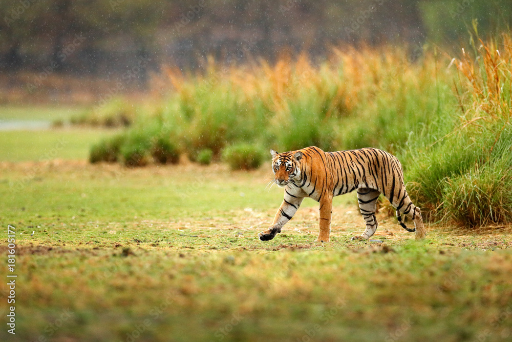 Fototapeta premium Indian tiger with first rain, wild danger animal in the nature habitat, Ranthambore, India. Big cat, endangered animal, nice fur coat. End of dry season, monsoon. Tiger walking in lake grass.