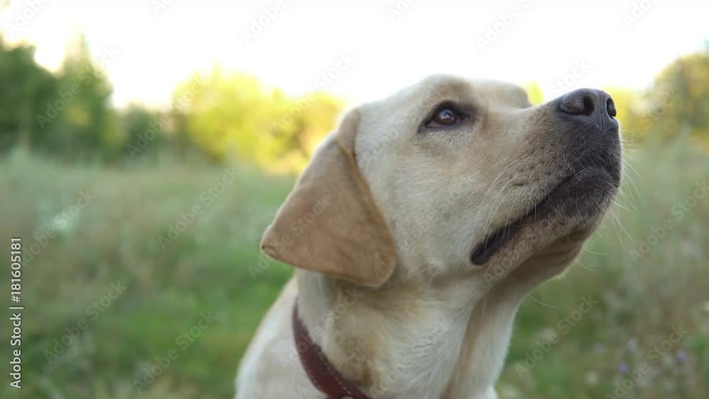 Beautiful healthy dog resting and lying on lawn outside the city on warm summer day, close up
