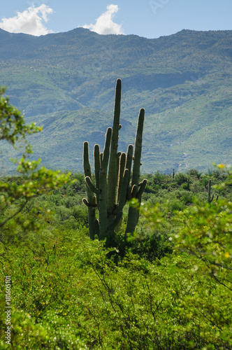 Giant Saguaro in Southern Arizon © Goldilock Project