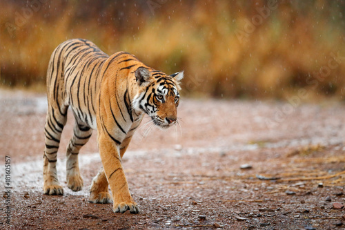 Fototapeta Naklejka Na Ścianę i Meble -  Indian tiger with first rain, wild animal in the nature habitat, Ranthambore, India. Big cat, endangered animal. End of dry season, beginning monsoon. Tiger walking on the gravel road. Wildlife India.