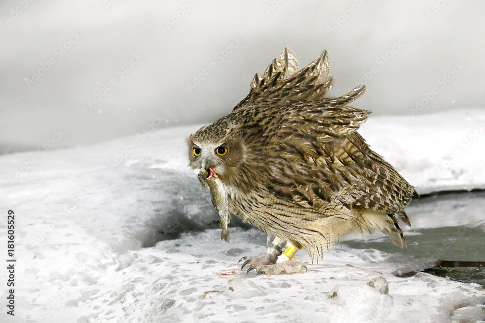 Obraz premium Blakiston's fish owl, catch fish in bill, largest living species of owl, fish owl, eagle owl. Bird hunting in cold water. Wildlife scene, winter Hokkaido, Japan. River bird with open wings. Night bird
