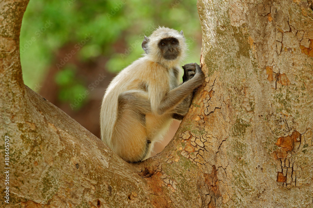 Obraz premium Common Langur, Semnopithecus entellus, portrait of monkey, nature habitat, Sri Lanka. Feeding scene with langur. Wildlife of India. Monkey in nature habitat, clear background. Monkey detail portrait.