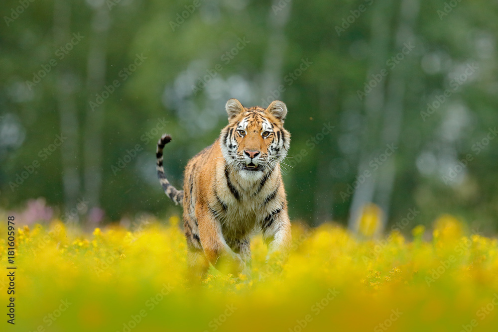 Naklejka premium Siberian tiger in beautiful habitat. Amur tiger sitting in the grass. Flowered meadow with danger animal. Wildlife Russia. Summer with tiger. Animal walking in bloom. Tiger with yellow flowers.