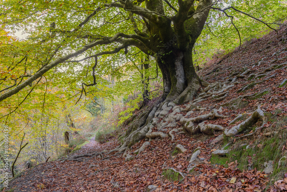 Beech forest at Hell´s Mill (Infernuko Errota) trail in Baztan valley, Navarra, Spain Beech forest at Hell´s Mill (Infernuko Errota) trail in Baztan valley, Navarra, Spain