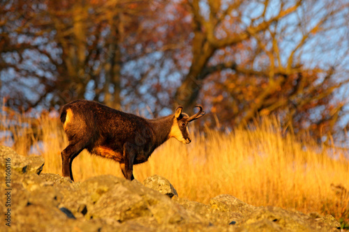 Chamois  Rupicapra rupicapra  in the stone hill  grey rock in background  Studenec hill  Czech Republic  Animal from Alp. Wildlife scene with animal  Chamois  stone animal. Autumn tree  background.