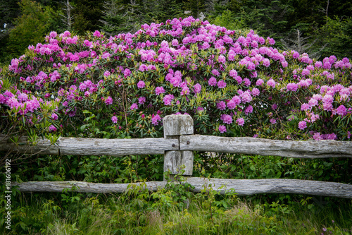 Photography Rhododendron Blooms Over Post of Fence