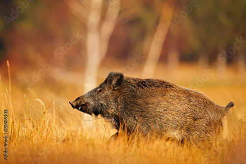 Canvas Print Big wild pig in grass meadow, animal running, Slovakia