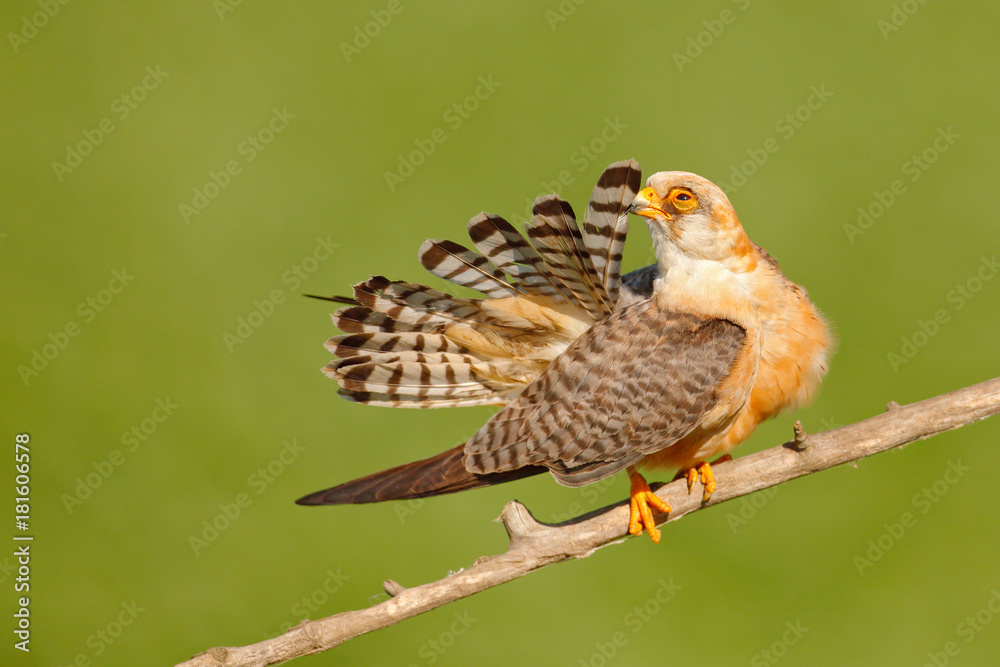 Bird cleaning tail plumage. Red-footed Falcon, Falco vespertinus, bird sitting on branch with clear green background, cleaning plumage, feather in the bill, animal in the nature habitat, Hungary. Bird cleaning tail plumage. Red-footed Falcon, Falco vespertinus, bird sitting on branch with clear green background, cleaning plumage, feather in the bill, animal in the nature habitat, Hungary.