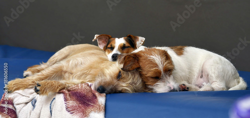Obraz na płótnie Kilka wtulonych w siebie psów Jack Russell terrier śpi na kanapie w domu. w salonie