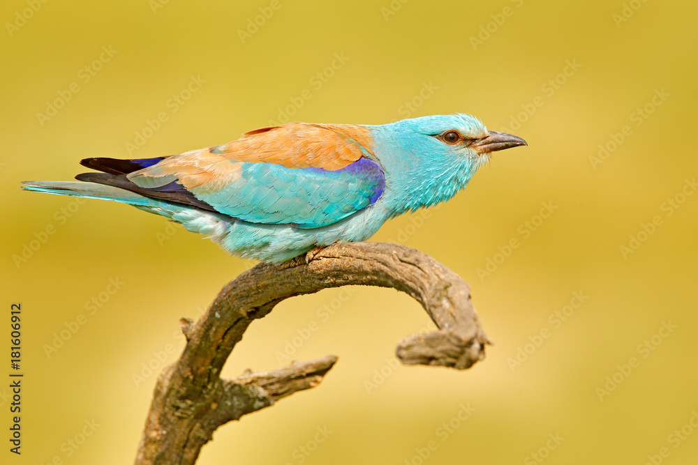 Roller with catch in nature. Birdwatching in Hungary. Nice colour light blue bird European Roller sitting on the branch with open bill, blurred yellow background. Wildlife scene from Europe nature.