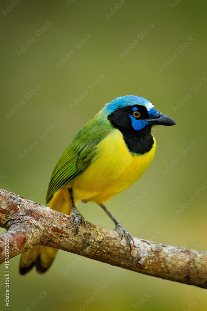 Fototapeta premium Green Jay, Cyanocorax yncas, wild nature, Belize. Beautiful bird from Central Anemerica. Birdwatching in Belize. Jay sitting on the branch. Yellow Bird, black blue head, wild nature. Wildlife Mexico.