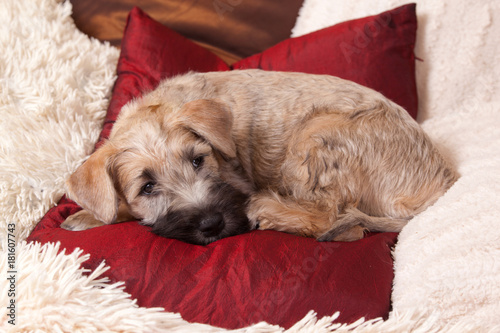 do wheaten terriers sleep a lot