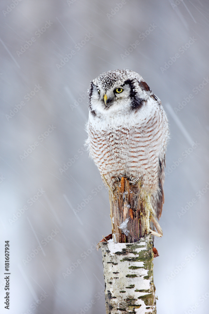 Obraz premium Owl on birch stick, snowfall in forest, Finland. Hawk Owl sitting on the branch during winter with snow flake. Winter scene with bird. Snow fall with owl. Wildlife winter scene from Norway.