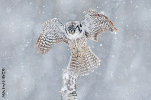 Owl with open wings from Finland. Nature of north Europe. Snow winter scene with flying owl. Hawk Owl in fly with snowflake during cold winter. Wildlife scene from nature. Storm with flight bird.