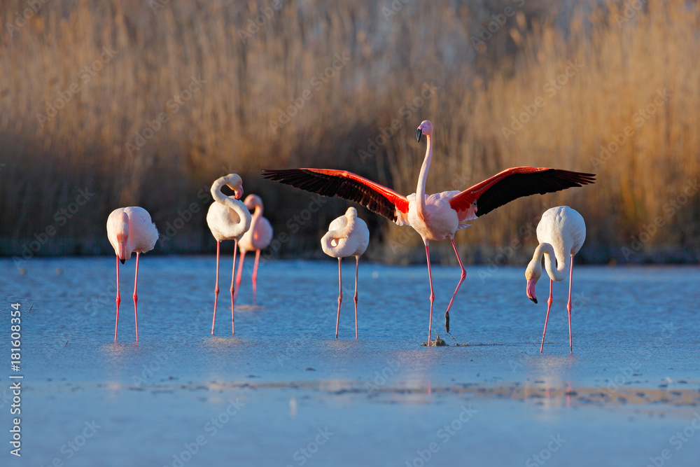 Obraz premium Flock of Greater Flamingo, Phoenicopterus ruber, nice pink big bird, dancing in the water, animal in the nature habitat. Blue sky and clouds, Italy, Europe. Landscape with flamingos.